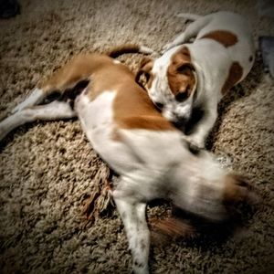 Meet your Posher, Travis